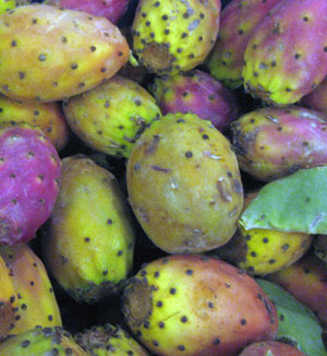 prickly_pears.jpg
